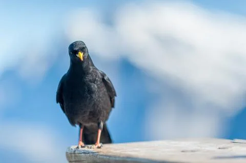 Alpine chough Foto stock