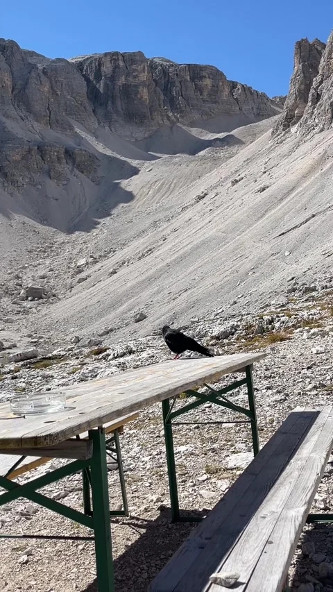 Alpine Chough Sitting on a Mountain Bench in the Dolomites, Italy Stock Footage 330961850
