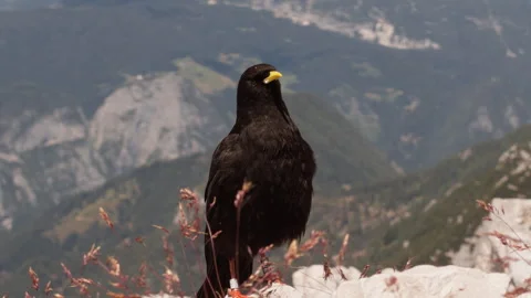Alpine Chough Standing on Mountain Ridge in the Slovenian Alps Stock Footage 341317023