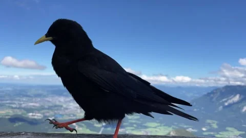 Alpine Chough Walking back and forth Close-Up Shot 스톡 동영상 198714480