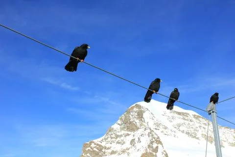 Alpine choughs sitting on a cable Stock Photos