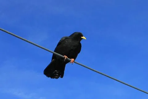 Alpine choughs sitting on a cable Stock Photos