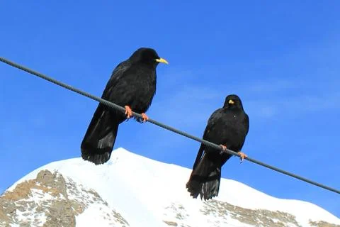 Alpine choughs sitting on a cable Stock Photos