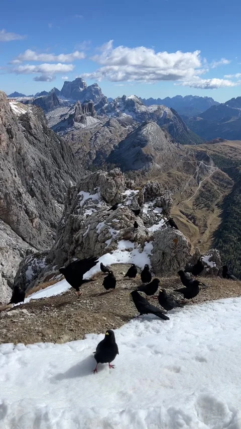 Alpine Choughs on Snowy Mountain Ridge in the Dolomites – 4K Vertical Stock Footage 331082011