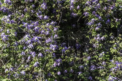 Alpine Clematis. Stock Photos