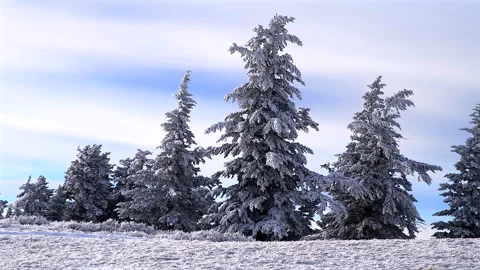 Alpine conifer trees with hoar frost in winter, 4k Video stock 293962257