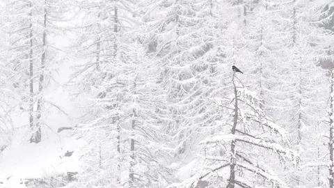 The Alpine Cough under snowflakes in the Alpine forest ( Pyrrhocorax graculus ) Video stock 330390426