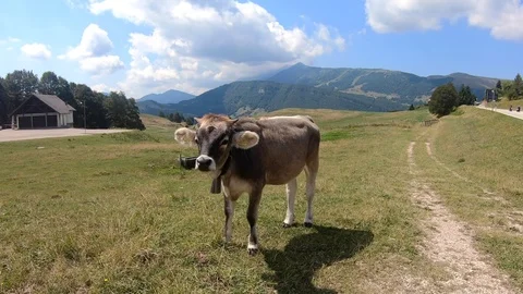 Alpine Cow with a bell Stock Footage 116798094