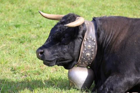 Alpine cow with bell Stock Photos