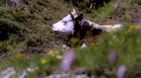 Alpine cow Stock Footage 33549476