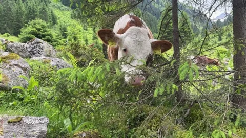 An alpine cow grazes on pine branches in the natural forest of Koenigsleite.. Stock Footage 343544828