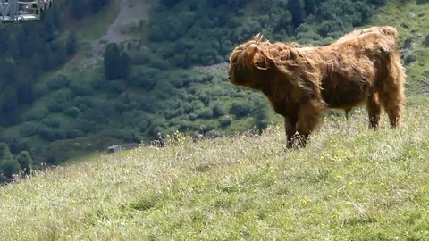 Alpine Cow Grazing Stock Footage 97312895