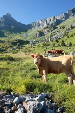 Alpine cow Stock Photos