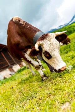 Alpine cow Stock Photos