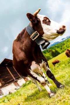 Alpine cow Stock Photos