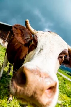 Alpine cow Foto stock