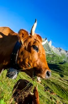 Alpine cow Stock Photos