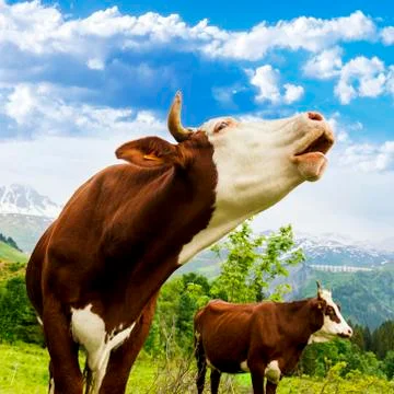 Alpine cow Foto stock
