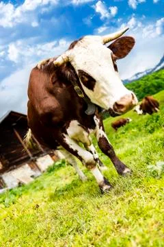 Alpine cow Stock Photos
