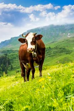 Alpine cow Stock Photos