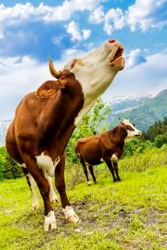 Alpine cow Stock Photos
