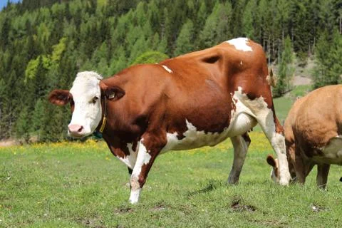 Alpine cow Stock Photos
