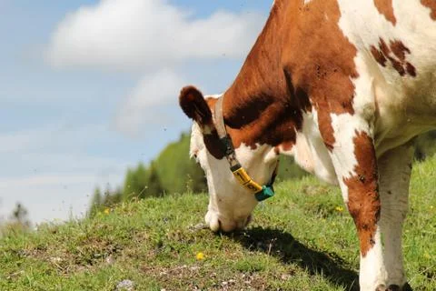Alpine cow Stock Photos