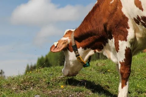 Alpine cow Foto stock