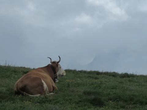 Alpine Cow Foto stock