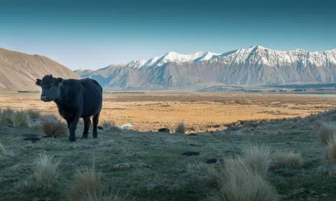 Alpine Cow 스톡 사진