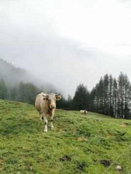 Alpine cow Stock Photos