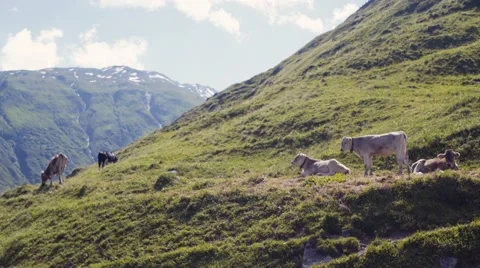 Alpine cows are relaxing and gazing on the high, green mountains.  Stock Footage 67487968