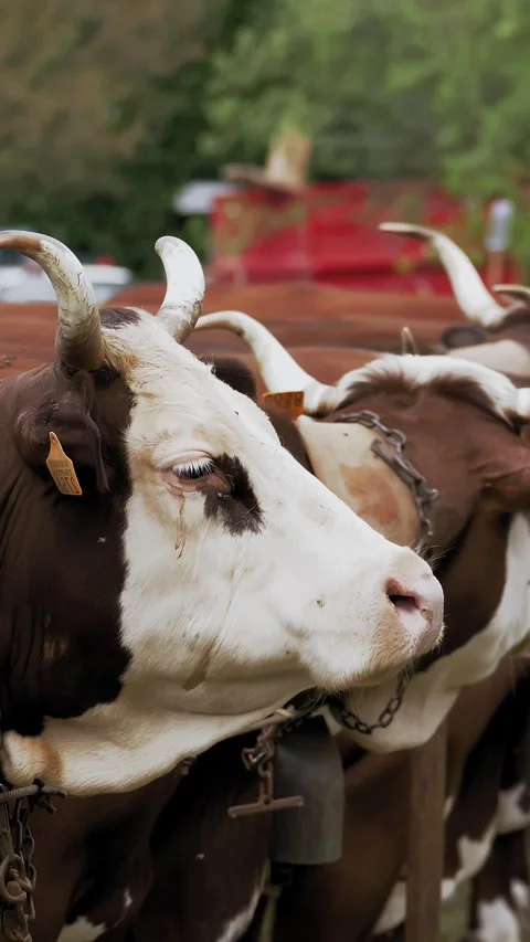 Alpine cows. farming. breeding alpine cows. Well-fed, well-groomed alpine cows, Stock Footage 310565644