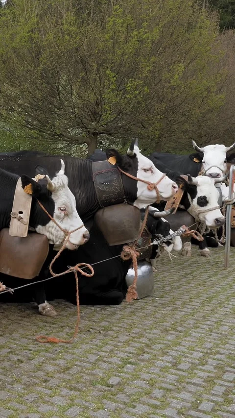 Alpine cows. farming. breeding alpine cows. Well-fed, well-groomed alpine cows, Stock Footage 314110927
