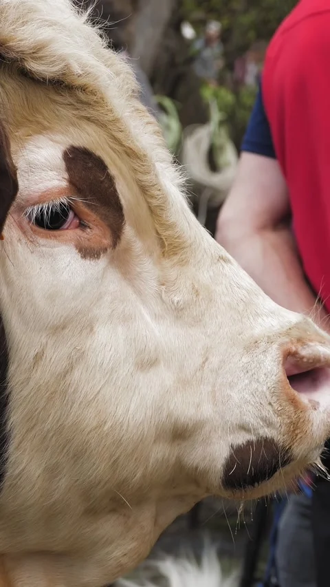 Alpine cows. farming. breeding alpine cows. Well-fed, well-groomed alpine cows, Stock Footage 315214869