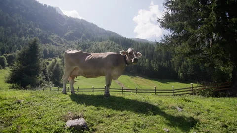 Alpine cows graze against the backdrop of beautiful mountains. Stock Footage 343737699