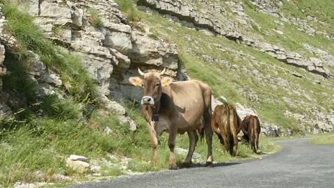 Alpine cows graze on the mountain slope near the mountain road. Cows grazing. Stock Footage 79997586