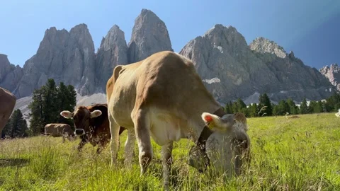 Alpine Cows Grazing Below Dramatic Dolomites Mountain Peaks Italy Summer 库存影片 341157533