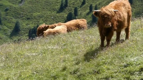 Alpine Cows Grazing Stock Footage 97312900