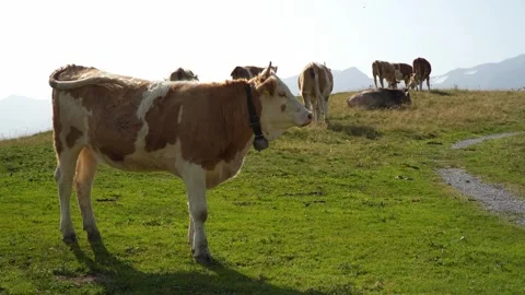 Alpine Cows Grazing on Mountain Pasture in 4K Stock Footage 317010331