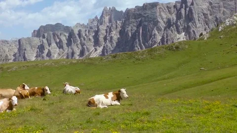 Alpine cows in a green summer mountain field. Aerial view. Vídeo Stock 70379980