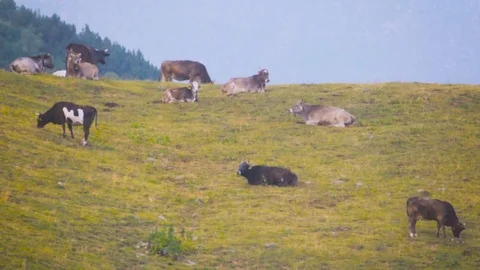 Alpine cows in a green summer mountain field Stock Footage 78652874