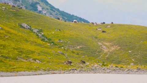 Alpine cows in a green summer mountain field by the lake Stock Footage 78652982