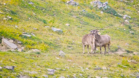Alpine cows in a green summer mountain field Stock Footage 78653269