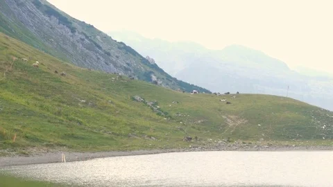Alpine cows in a green summer mountain field by the lake Stock Footage 78731019