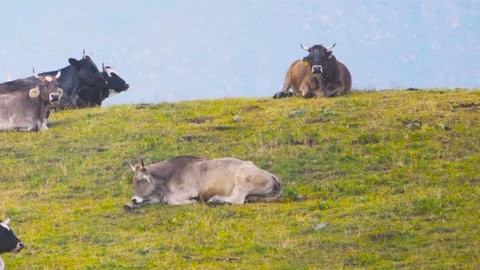 Alpine cows in a green summer mountain field Stock Footage 78731188