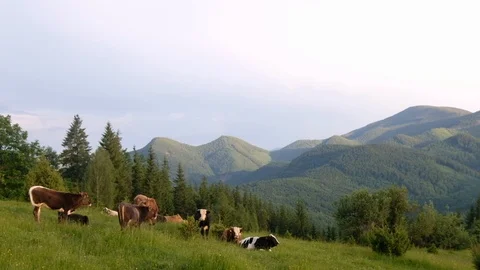 Alpine cows in a green summer mountain field Stock Footage 112720809