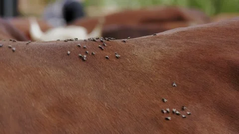 Alpine cows. insects. flies on cows. close-up. a lot of flies on the cow's fur Video stock 247004449