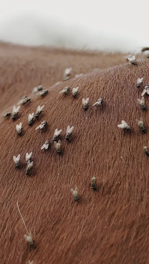 Alpine cows. insects. flies on cows. close-up. a lot of flies on the cow's fur. Stock Footage 315090414