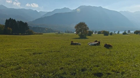 Alpine cows laying and resting on green meadow near Bohinj Lake in autumn Stock Footage 119109354